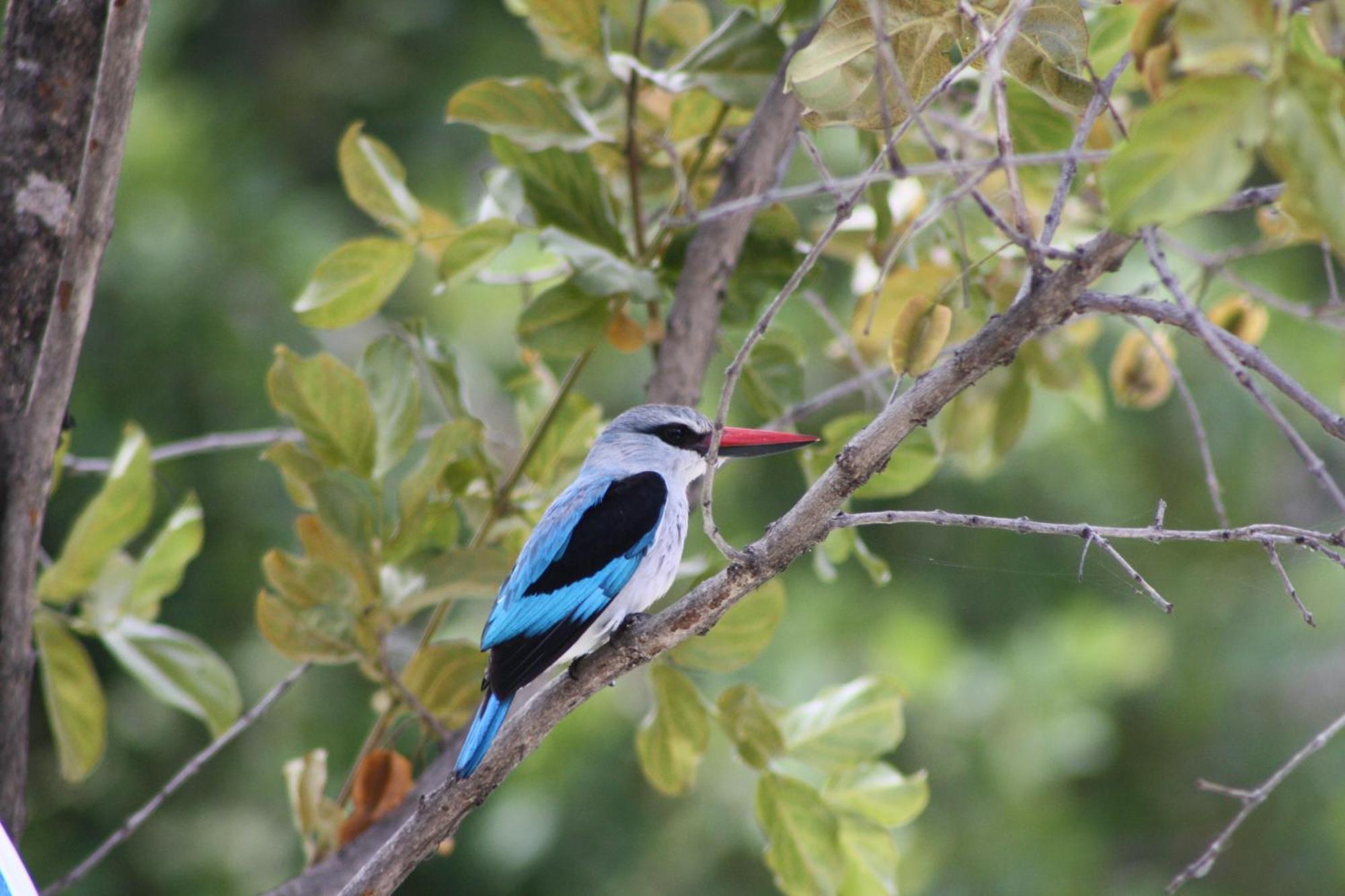 Normann Safari Bush Lodge Phalaborwa Luaran gambar