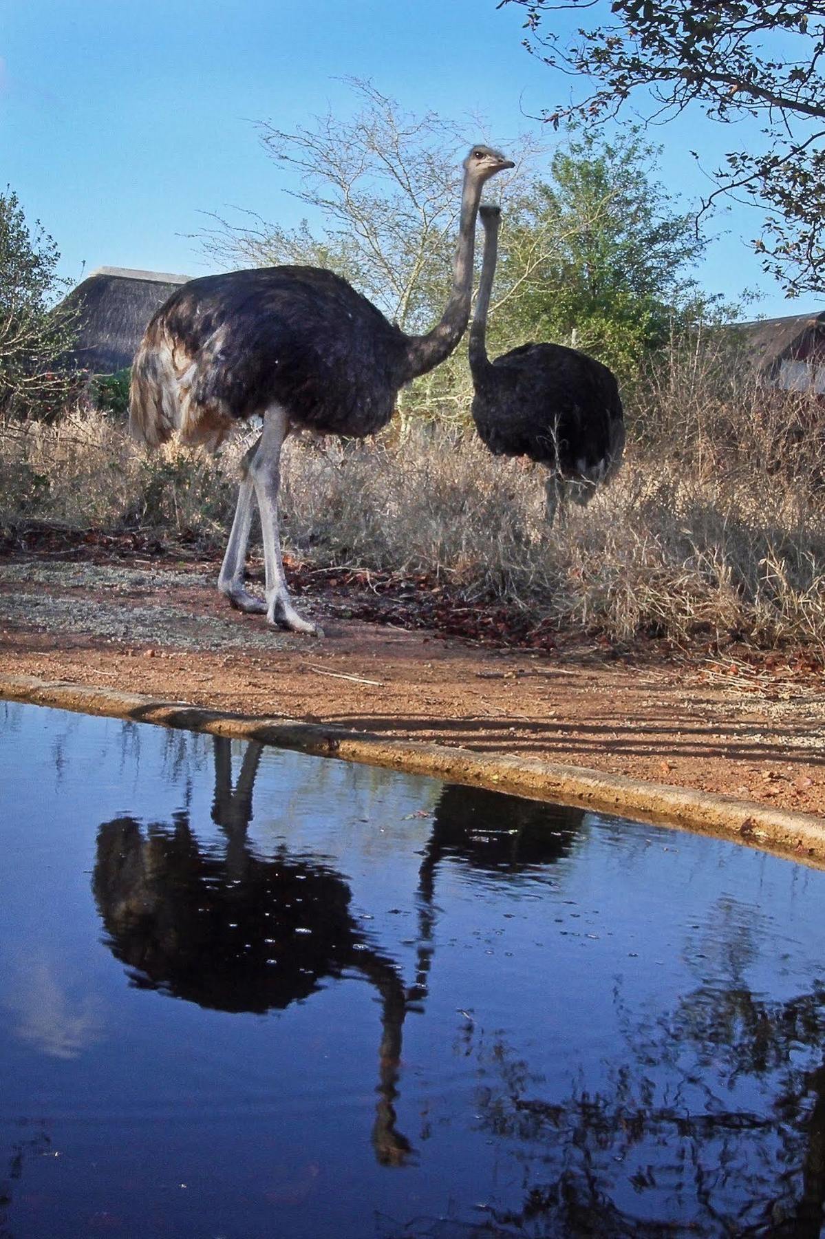 Normann Safari Bush Lodge Phalaborwa Luaran gambar